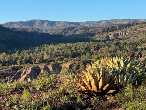 63: Pinos Altos